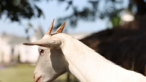 a curious goat looks around, observing its environment.