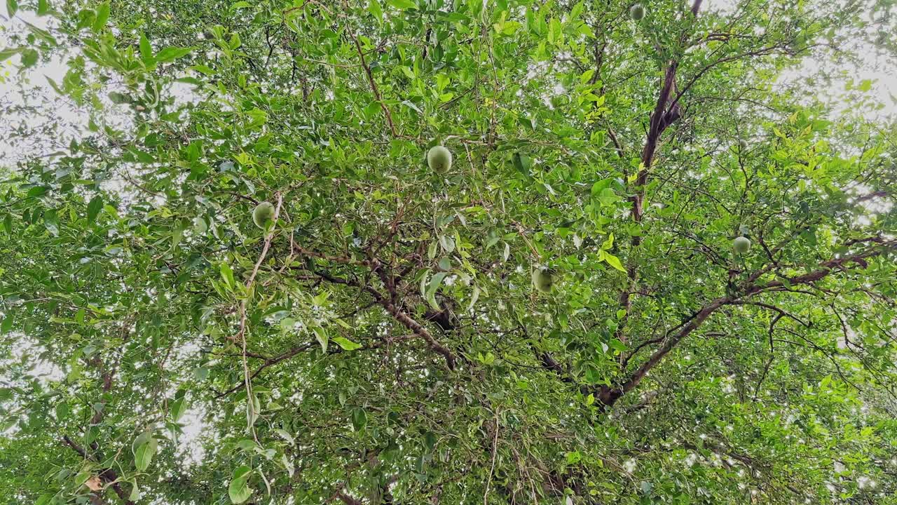 Wide shot of a bel fruit tree with multiple green fruits hanging among dense leafy branches, bright daylight filtering through the canopy of fresh green foliage