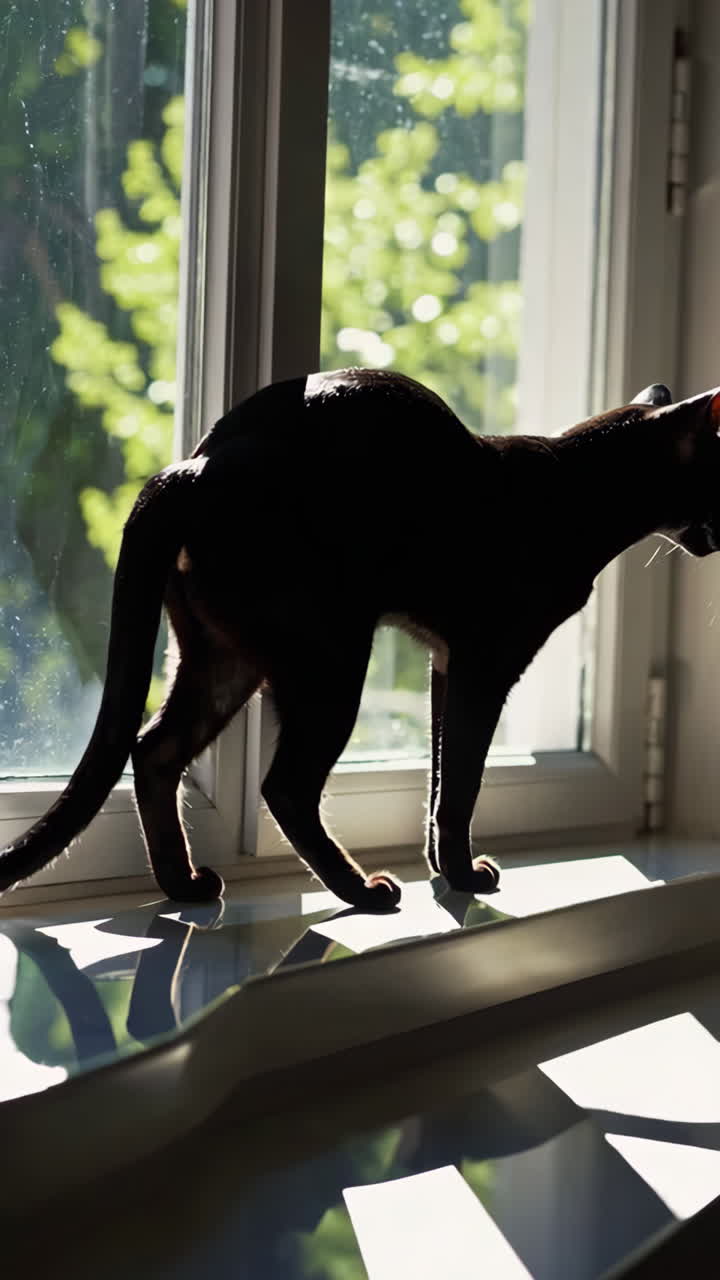 Black Cat on a Window Sill