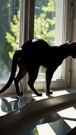 black cat on a window sill