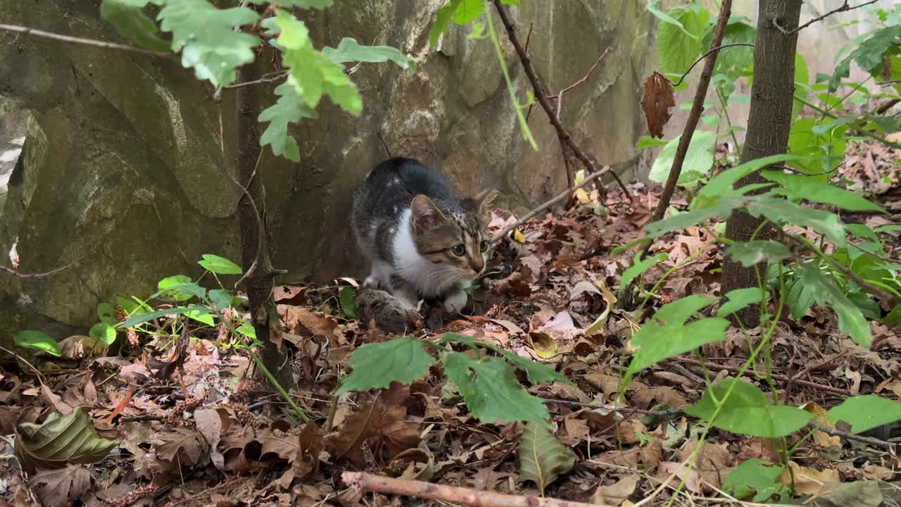 Un gattino piccolo e carino che gioca e mangia un topo in un cespuglio dopo che sua madre le ha portato la preda. Inquadratura ampia, slow motion, diurna, all'aperto, 4k.