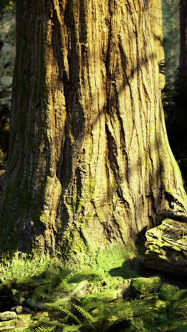 majestic giant sequoia tree standing tall in serene forest setting