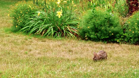 Baumwollschwanzkaninchen,-Das-Sich-Auf-Wilden-Kleeblumen-Auf-Dem-Rasen-Ernährt