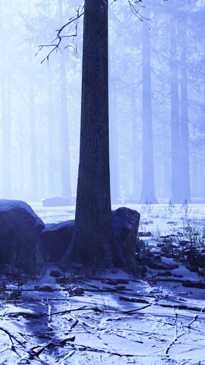 Winter forest scene with trees and snow during daytime in blue light