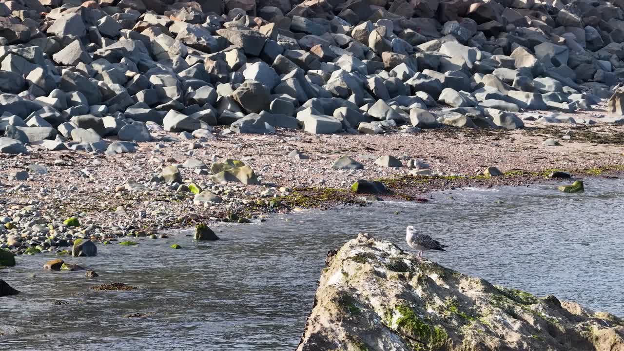 Seagull moves across rocky coastal shore, daylight, steady camera, natural environment, Fife, Scotland