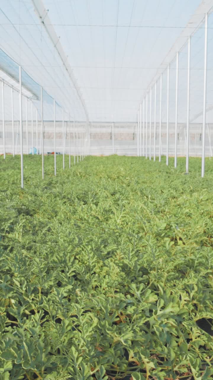 Watermelon plants growing in greenhouse: agriculture and sustainable farming