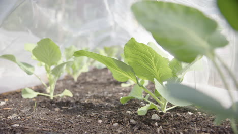 Netted-grow-tunnel-protecting-young-leafy-green-cabbage-plants,-slider,-backlit