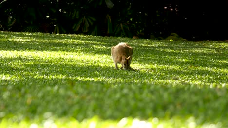 Wallabie-Comiendo-Hierba-Canguro-Comiendo-Hierba-Familia-Wallabie,-Familia-Canguro