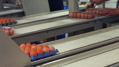 Eggs-cartons-moving-on-the-production-line