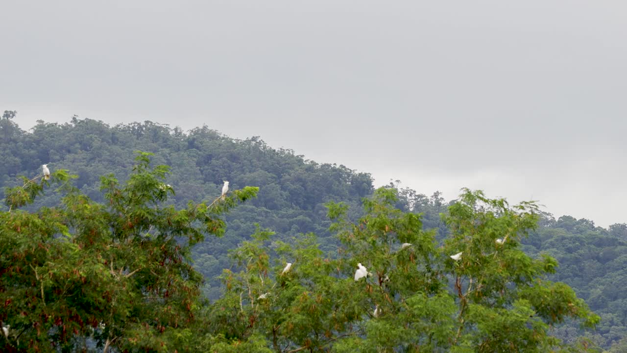 Flock of sulphur-crested cockatoos resting in lush treetops, overcast daylight, steady wide shot