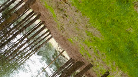 rotación de movimiento de cámara de 360 grados pov de un bosque embrujado en inglaterra