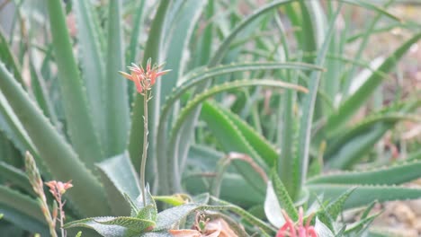 green aloe cactus in botanical garden medicinal plant green aloe cactus in botanical garden medicinal plant