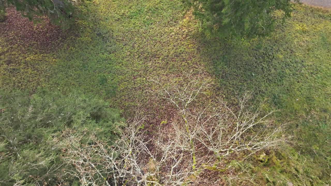 vista aérea del lago obersee en suiza, donde las aguas azules serenas se encuentran con costas verdes exuberantes, mostrando la armonía de la naturaleza desde una perspectiva de arriba hacia abajo