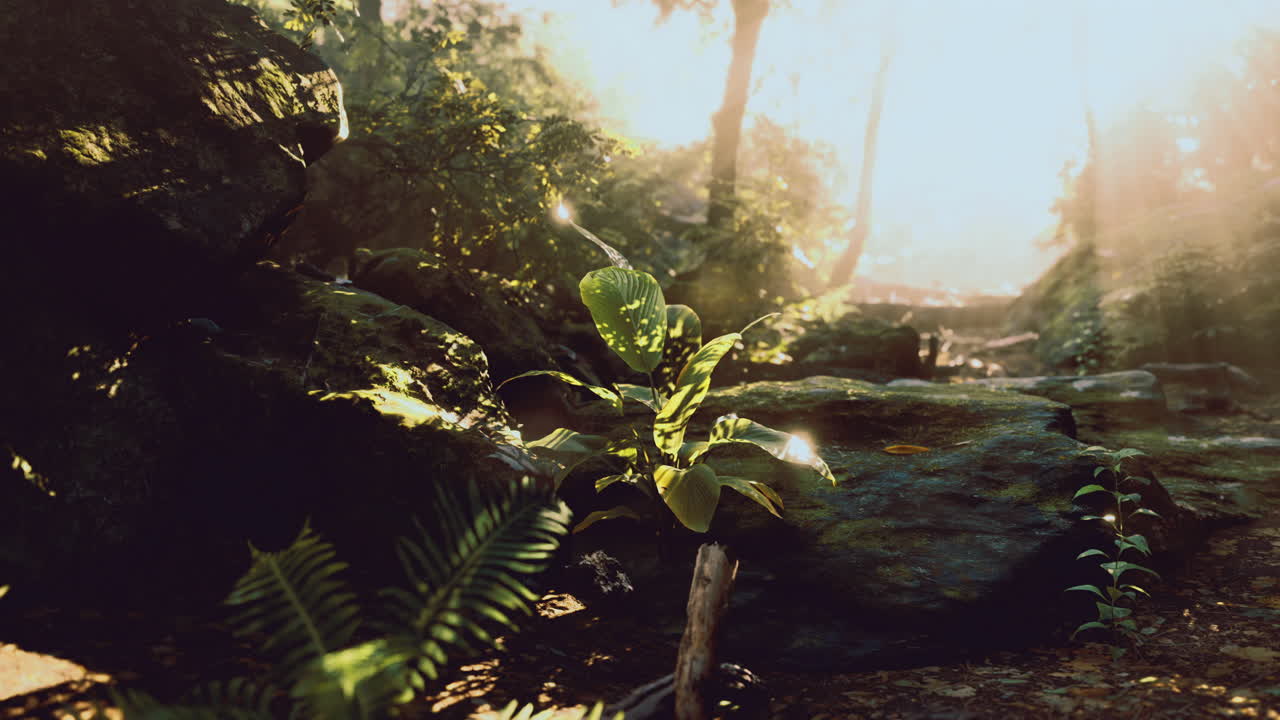Bright sunlight illuminating lush green plants in a tranquil forest setting