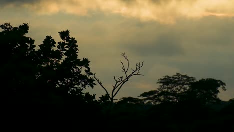 a magpie bird perches atop tree silhouettes in the amazon rainforest against the backdrop of a golden sunset - static shot