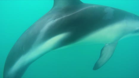 delfín oscuro jugando y nadando en un círculo alrededor del hombre de la cámara en las turbias aguas azules del océano de la costa de kaikoura, nueva zelanda