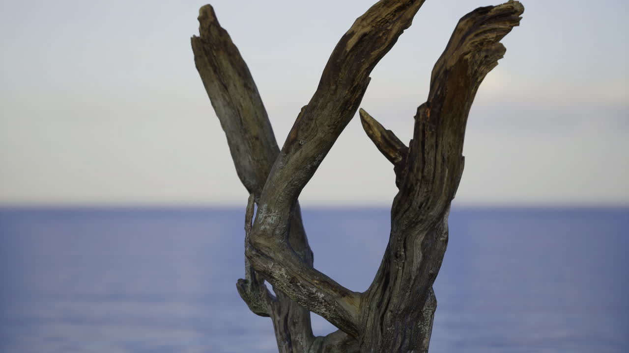 Driftwood sculpture emerging from calm ocean waters at sunset