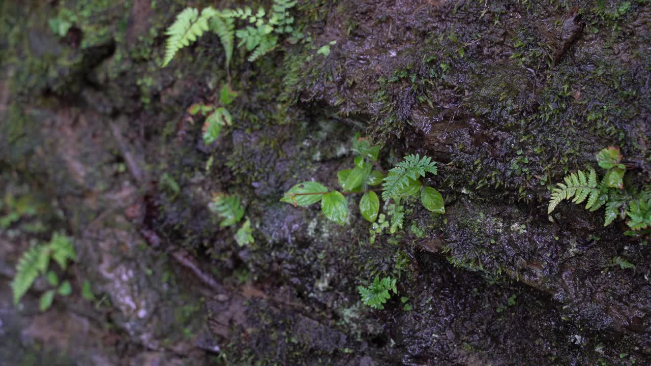 agua goteando de la roca húmeda con pequeñas plantas verdes - cerrar