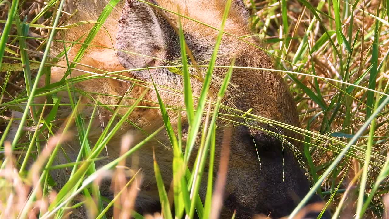 Resting cub hyena in natural habitat at Kruger National Park, South Africa.
