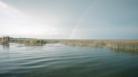 Familia-De-Gansos-Nadando-En-Un-Lago-Con-Un-Hermoso-Arco-Iris-En-El-Fondo