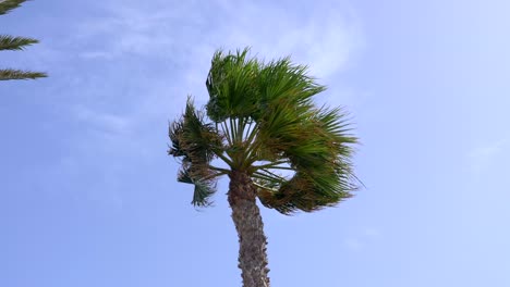 palmtree crown blown by strong wind from left while a seagull is flying gliding against the wind from right to left