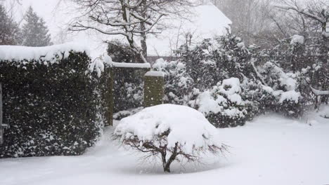 heavy lake effect snowfall in a garden in hamburg