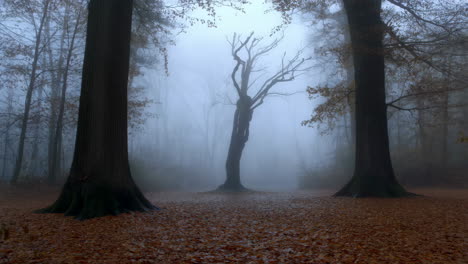 a mysterious foggy forest in autumn
