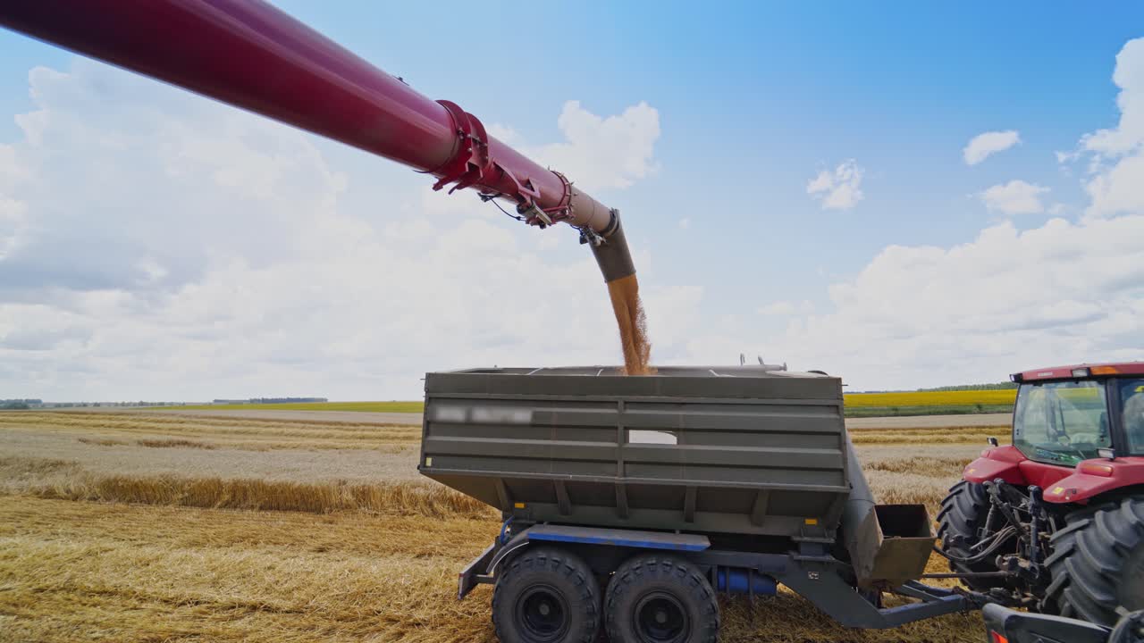 Ripe grains are loading into the trailer of a tractor. Metal part of a combine harvester pouring out wheat into the tractor on the yellow field in summer.