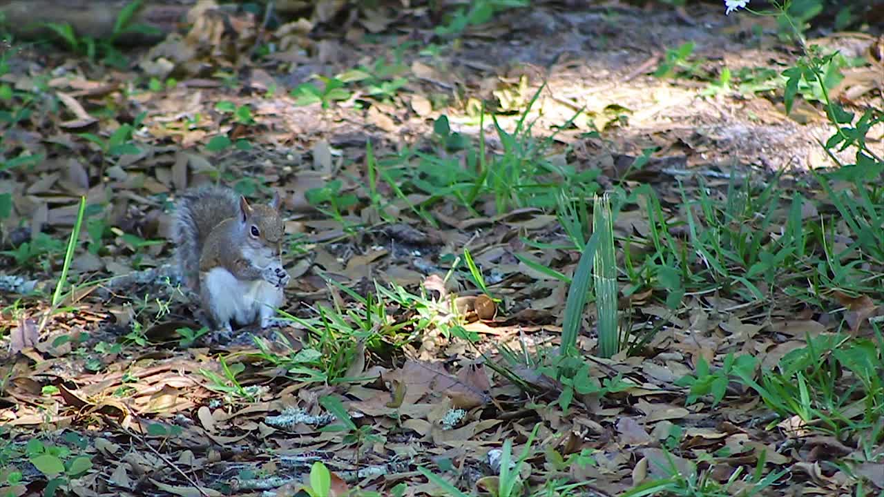 Scoiattolo che mangia una noce da terra di giorno, ripresa ravvicinata fissa al rallentatore