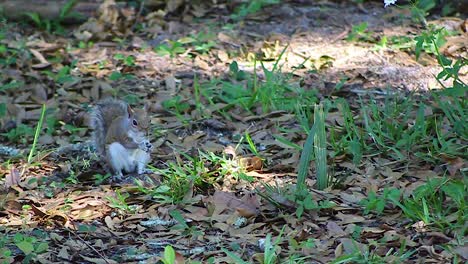 Ardilla-Comiendo-Nuez-Del-Suelo-En-El-Día,-Primer-Plano-Todavía-Filmado-En-Cámara-Lenta