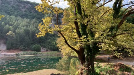 Schöne-Platane-In-Der-Nähe-Eines-Sees-In-Griechenland-An-Einem-Sonnigen-Tag