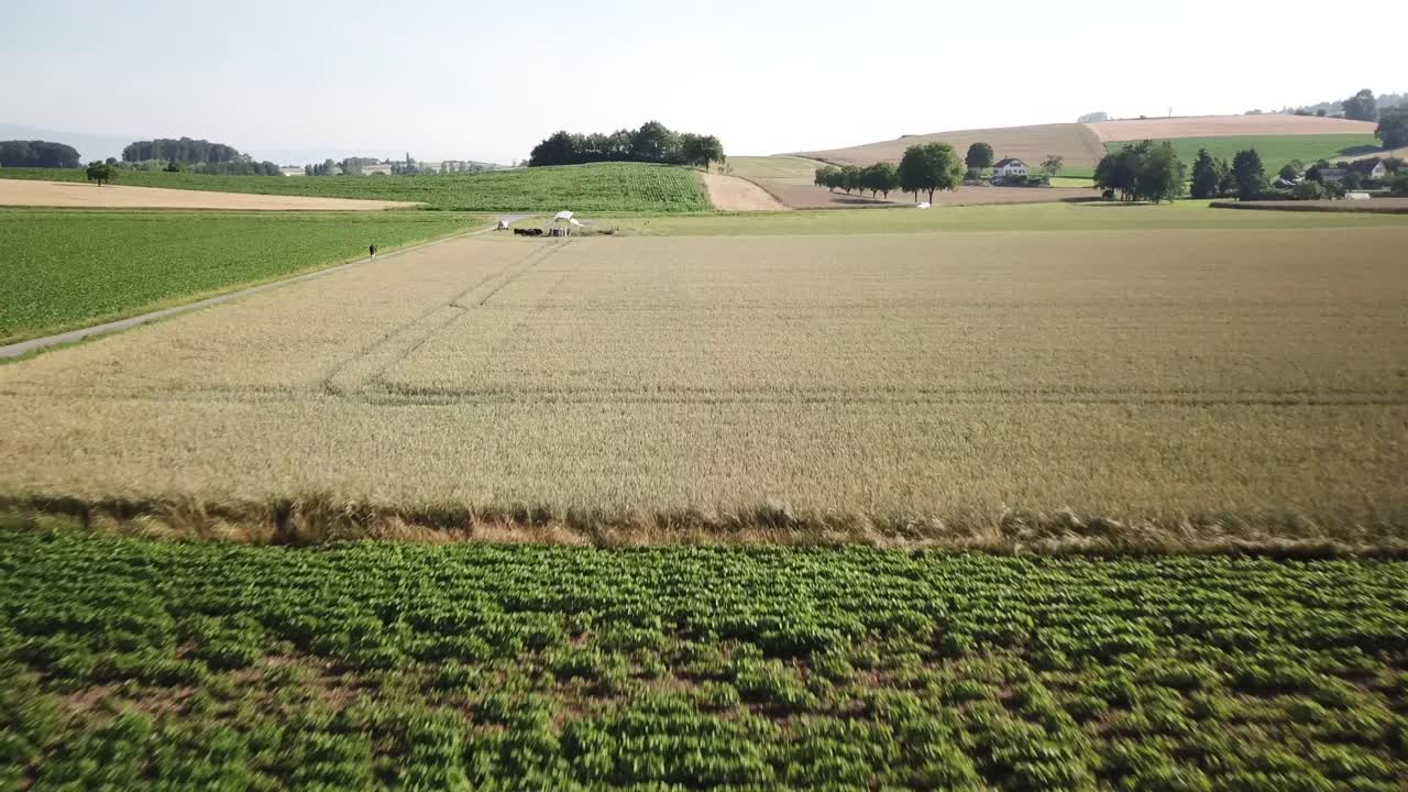 un campo de verduras seguido de un campo de trigo en la campiña suiza, vaud, empuje de drones a la vista