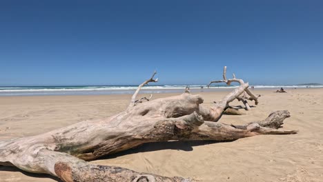 madera a la deriva en una tranquila playa de arena