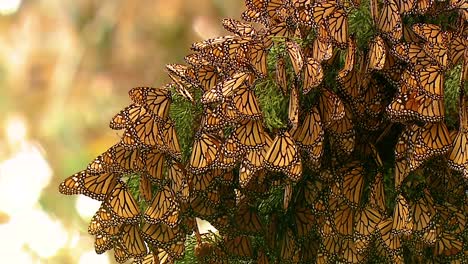 muchas mariposas monarca descansan en una rama de pino