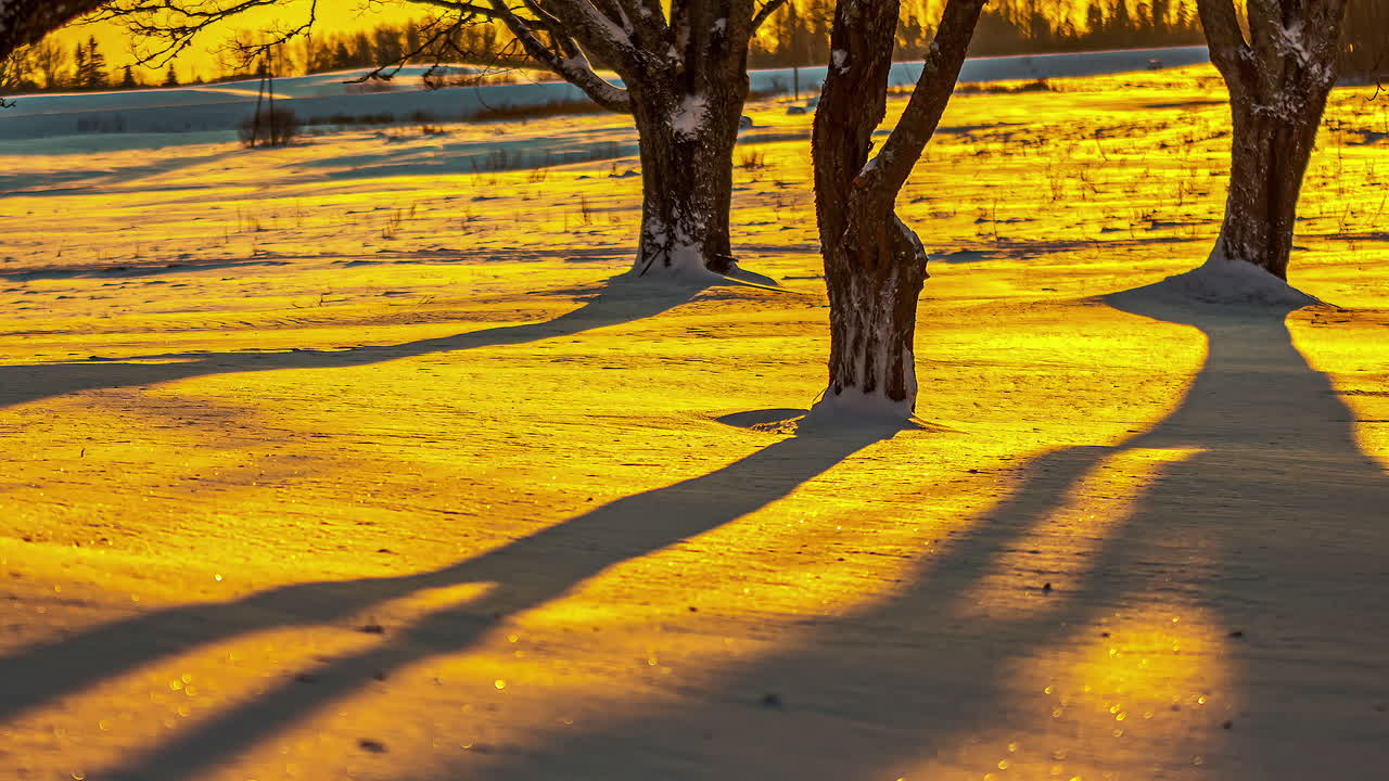 저녁 시간 동안 나무 숲을 따라 눈 덮인 바닥 뒤에 황금빛 일몰의 저속 촬영