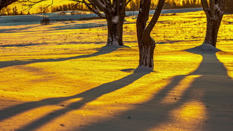 timelapse shot of golden sunset behind snow covered floor along tree forest during evening time