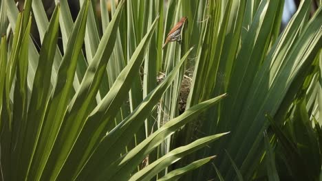 white-rumped munia making nest