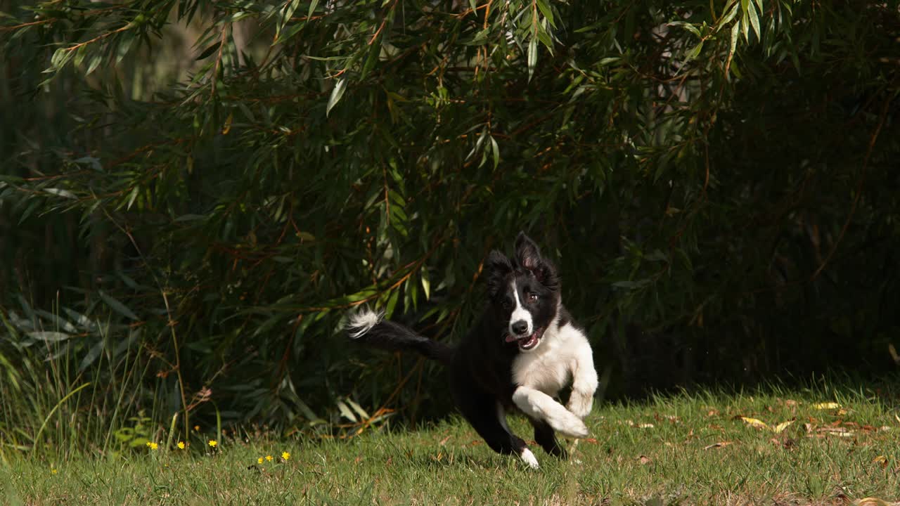 perro border collie, joven macho corriendo en el césped, normandía, movimiento lento 4k