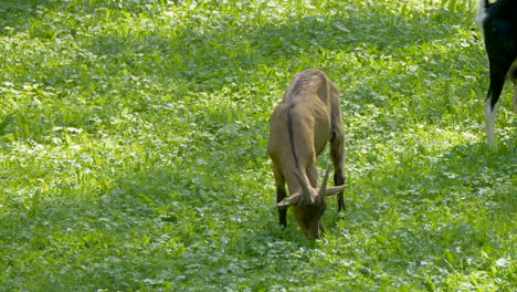 Close-up-of-brown-Valais-Goat-eating-grass-of-pasture-and-grazing-outdoors-during-sunny-day---Track-shot