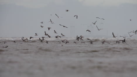 Bandada-De-Gaviotas-Volando-Sobre-El-Océano-Bajo-Un-Cielo-Brumoso-Con-Una-Fábrica-De-Productos-Químicos-Industriales-Y-Un-Paisaje-Urbano-En-Segundo-Plano