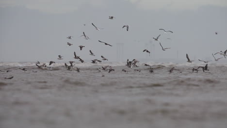 bandada de gaviotas volando sobre el océano bajo un cielo nebuloso con una fábrica química industrial y el paisaje urbano en el fondo