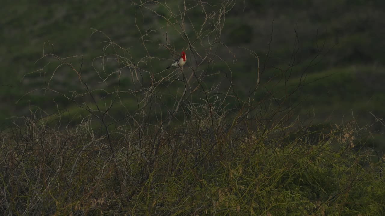 красный кардинал сидит в кустарниках в канае-пойнт, оаху, гавайи.