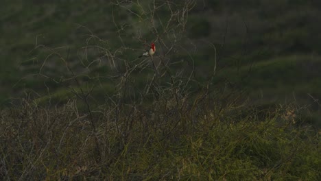 a red crested cardinal perches in the brambles at kanea point oahu hawaii