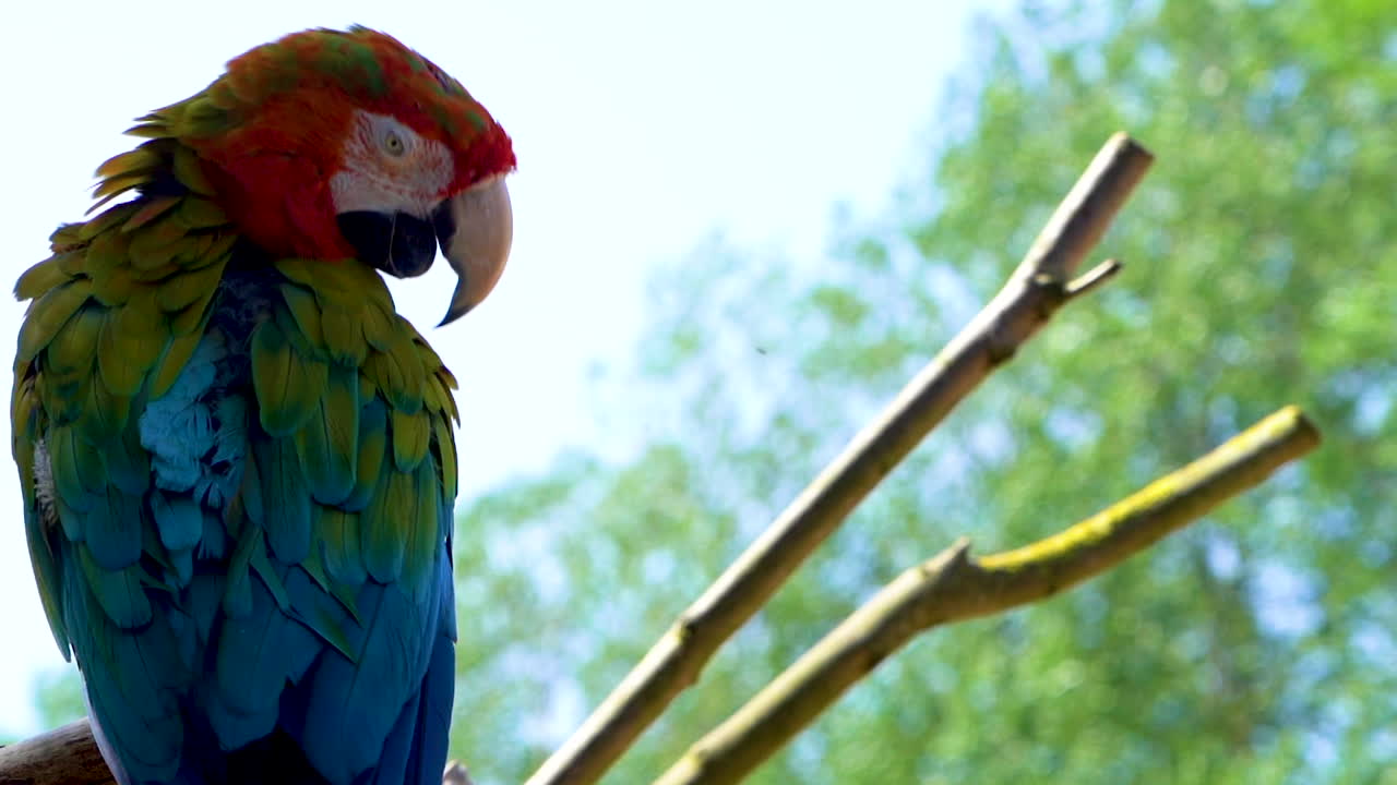 guacamayo escarlata limpia sus hermosas plumas de colores mientras se sienta en una rama en 120 fps, el loro hace contacto visual con la cámara, concepto pirata