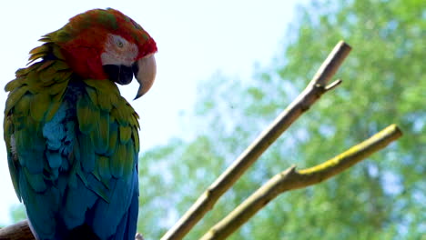 Scarlet-Macaw-Clean-its-beautiful-coloured-feathers-whilst-perched-on-a-branch-in-120-fps,-parrot-makes-eye-contact-with-the-camera,-pirate-concept