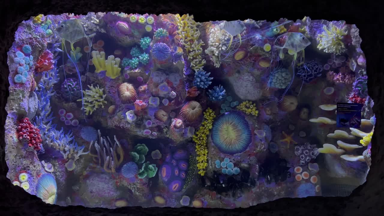 우즈베키스탄 타슈켄트 의 마법 도시 에 있는 매혹적 인 수족관 에서 조용 한 물고기