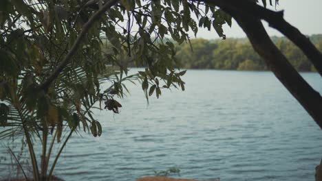 Close-view-of-the-ocean-water-from-a-tree