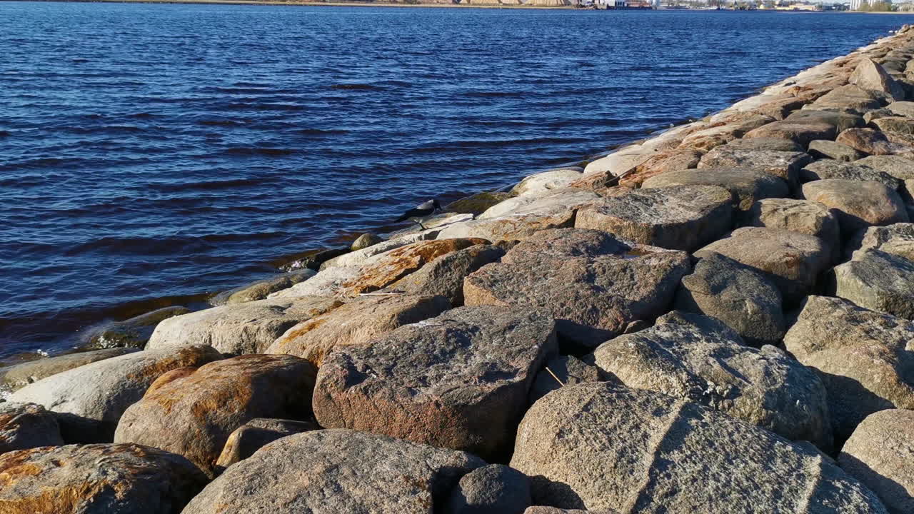 Seagull Feeding on Fish by Rocky Seawall