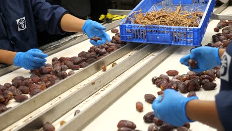 trabajadores de control de calidad en la línea de producción de dátiles medjool, clasificación poscosecha