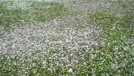 un gran granizo cae sobre la hierba verde.